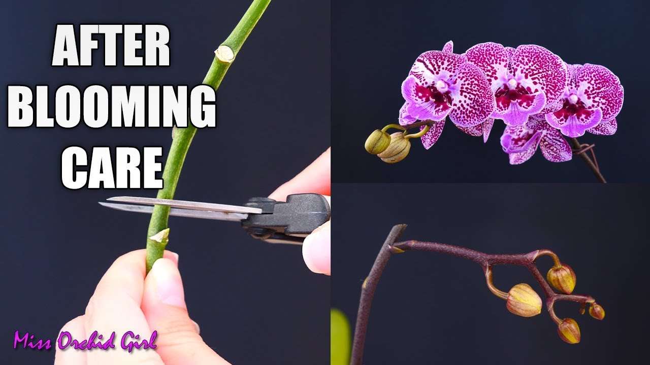 How to Care for Orchids Indoors After Flowering