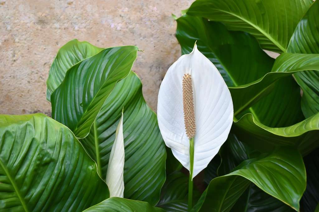 Indoor Plant with White Flowers and Green Leaves: A Guide to Tranquility